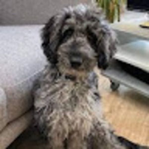 Meet your Posher, Riley